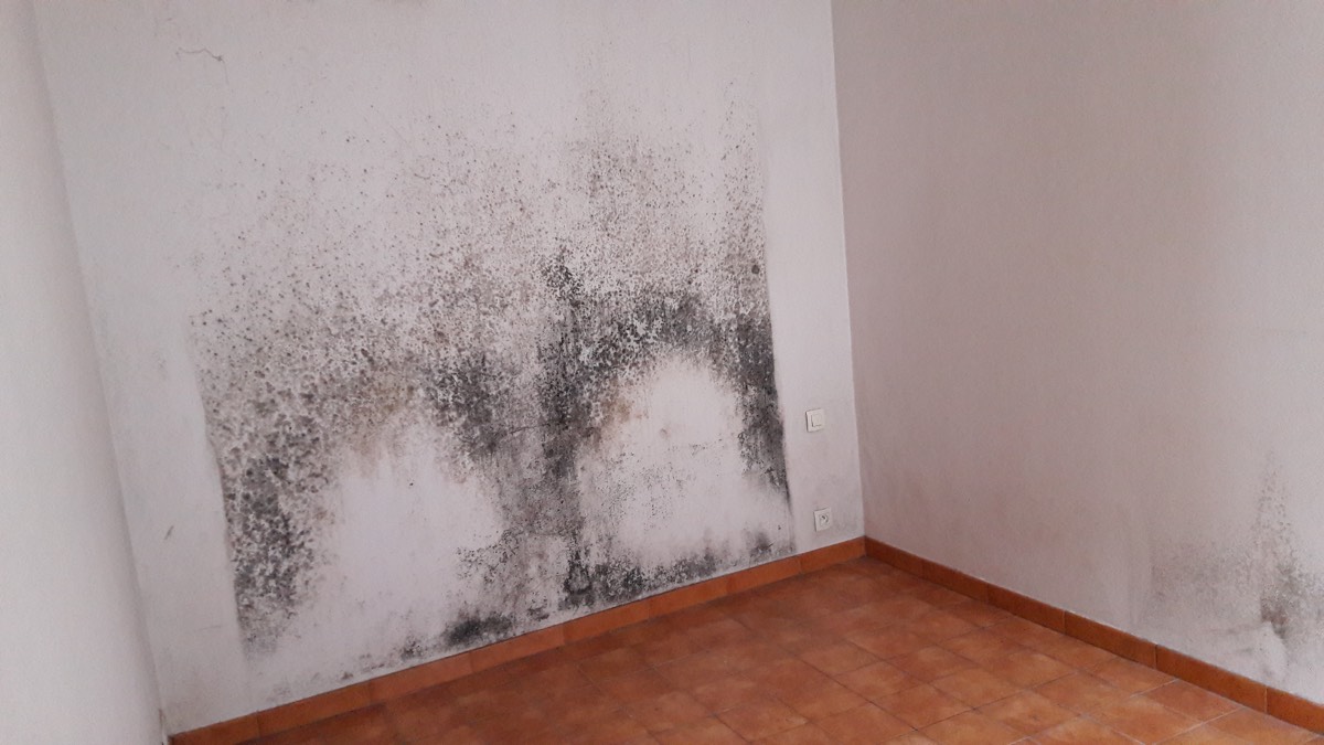 Moisissures - Expertise humidité à La Roche-sur-Yon